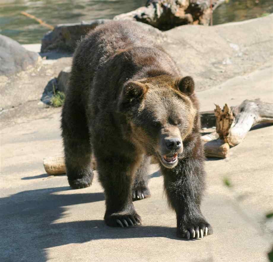 Какие медведи крупнее. Бурый медведь Кадьяк. Большой бурый медведь Кадьяк. Кадьяк (медведь). Самый большой бурый медведь Кадьяк.