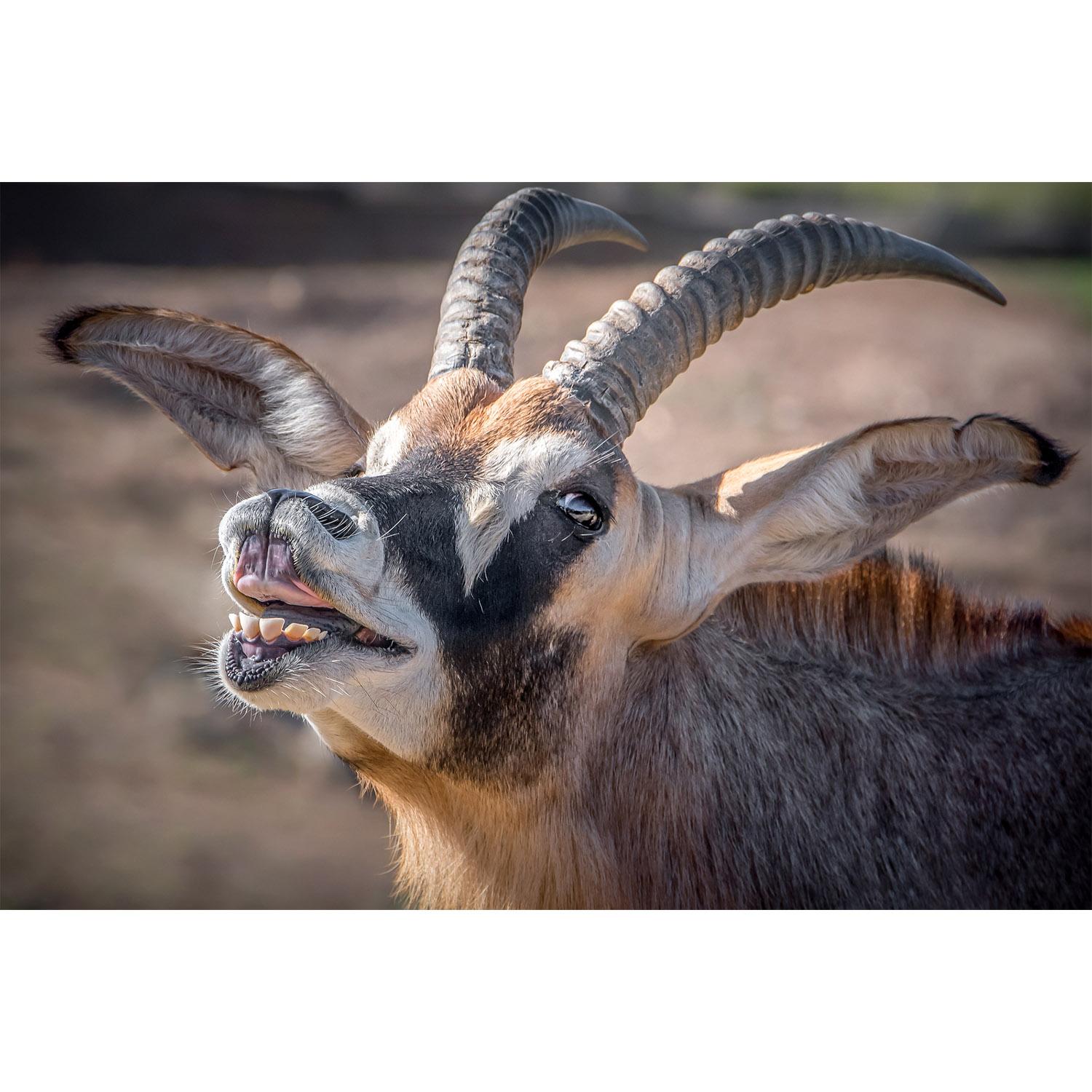 Саблерогая антилопа 6 букв. Голубая Лошадиная антилопа. Hippotragus. Зубы антилопы. Рон (Лошадиная антилопа).