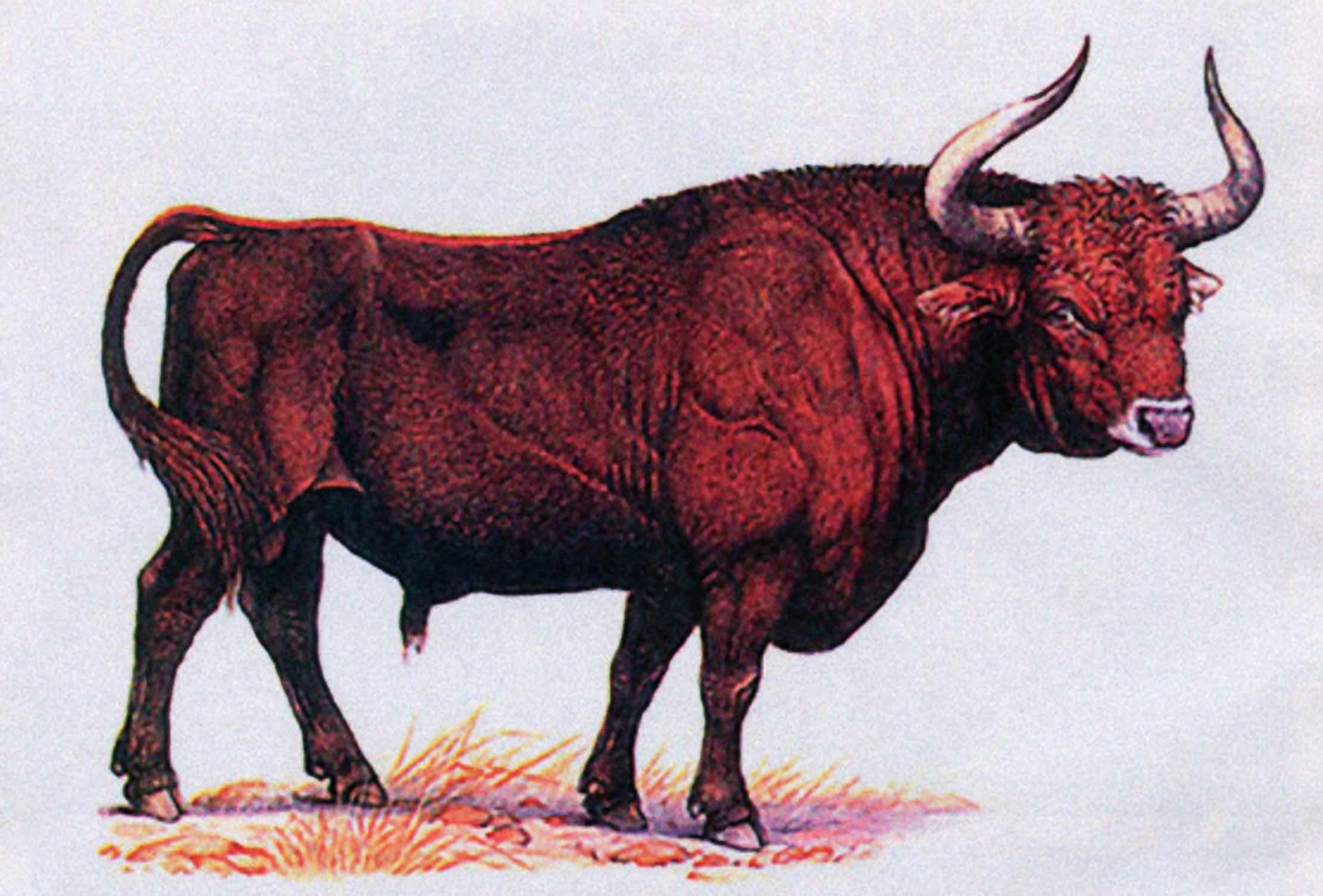 Дикий бык сканворд 4. Дикий бык предок коровы тур. Тур бык вымерший вид. Бык примигениус. Тур животное вымершее.