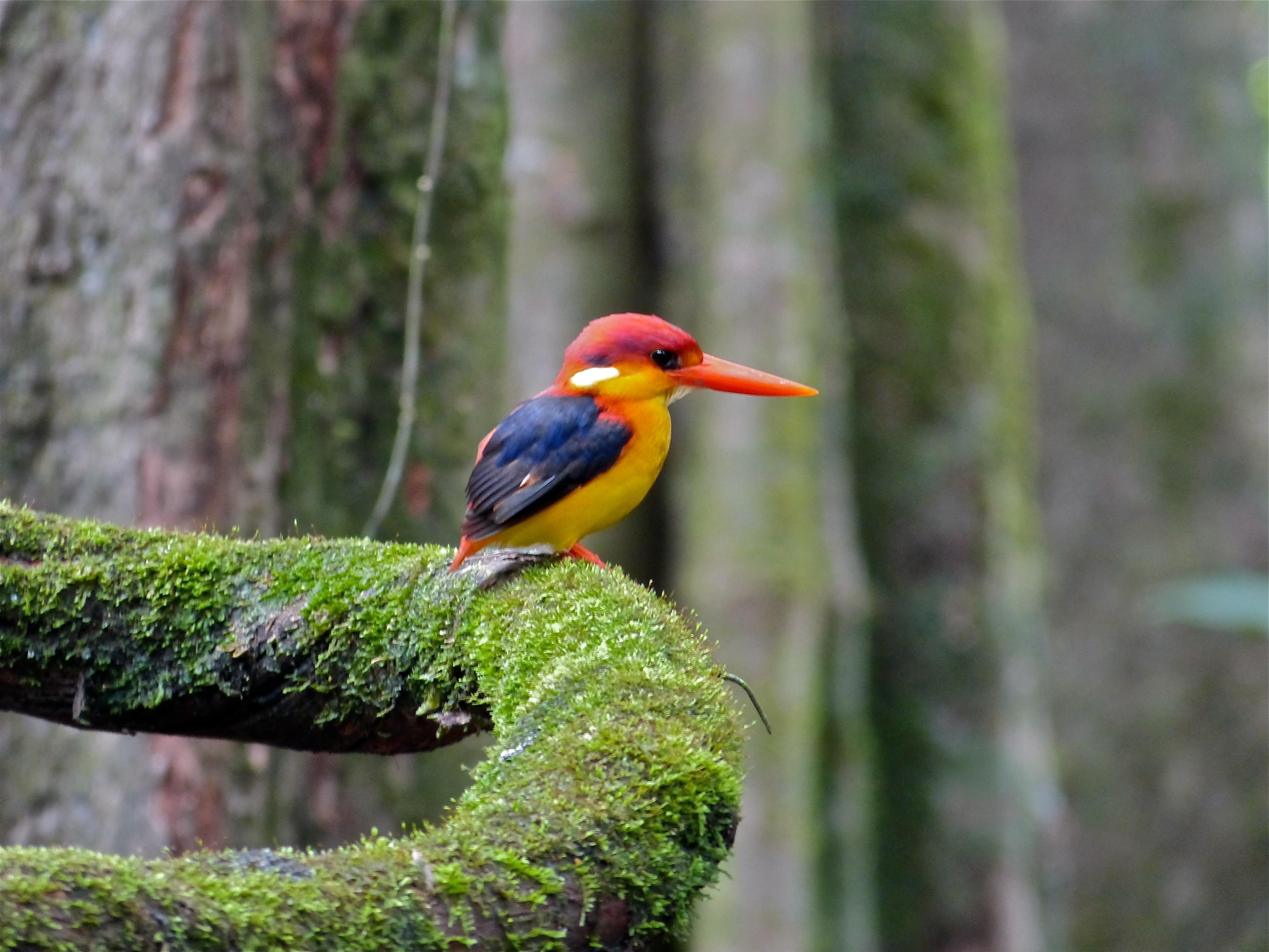 Птица будущего рисунок. Birds wiki. Birds wiki. Birds wiki. Птичка сизоворонка ракша.
