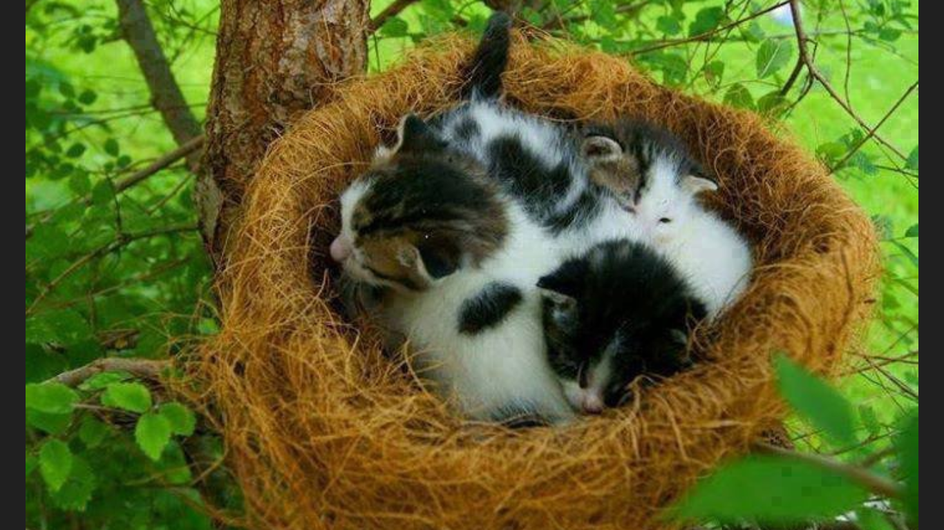 Кот приход. Котик в гнезде. Гнездо для кошки. Кошачье гнездо.