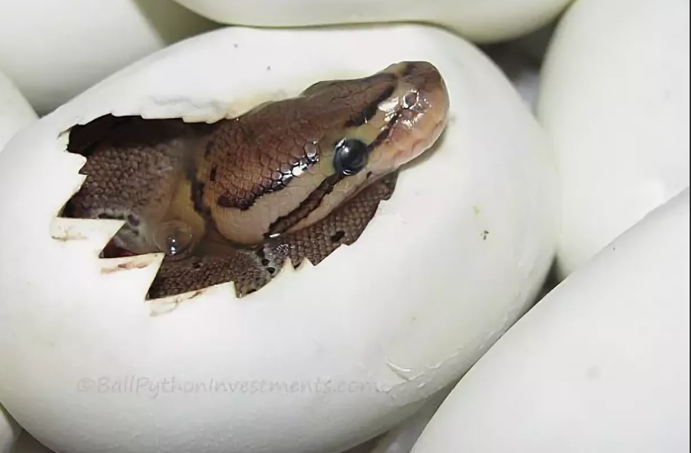 Какие яйца змей. Яйцеживорождение гадюка. Яйца гадюки обыкновенной. Яйца Степной гадюки. Змеиные яйца гадюки.