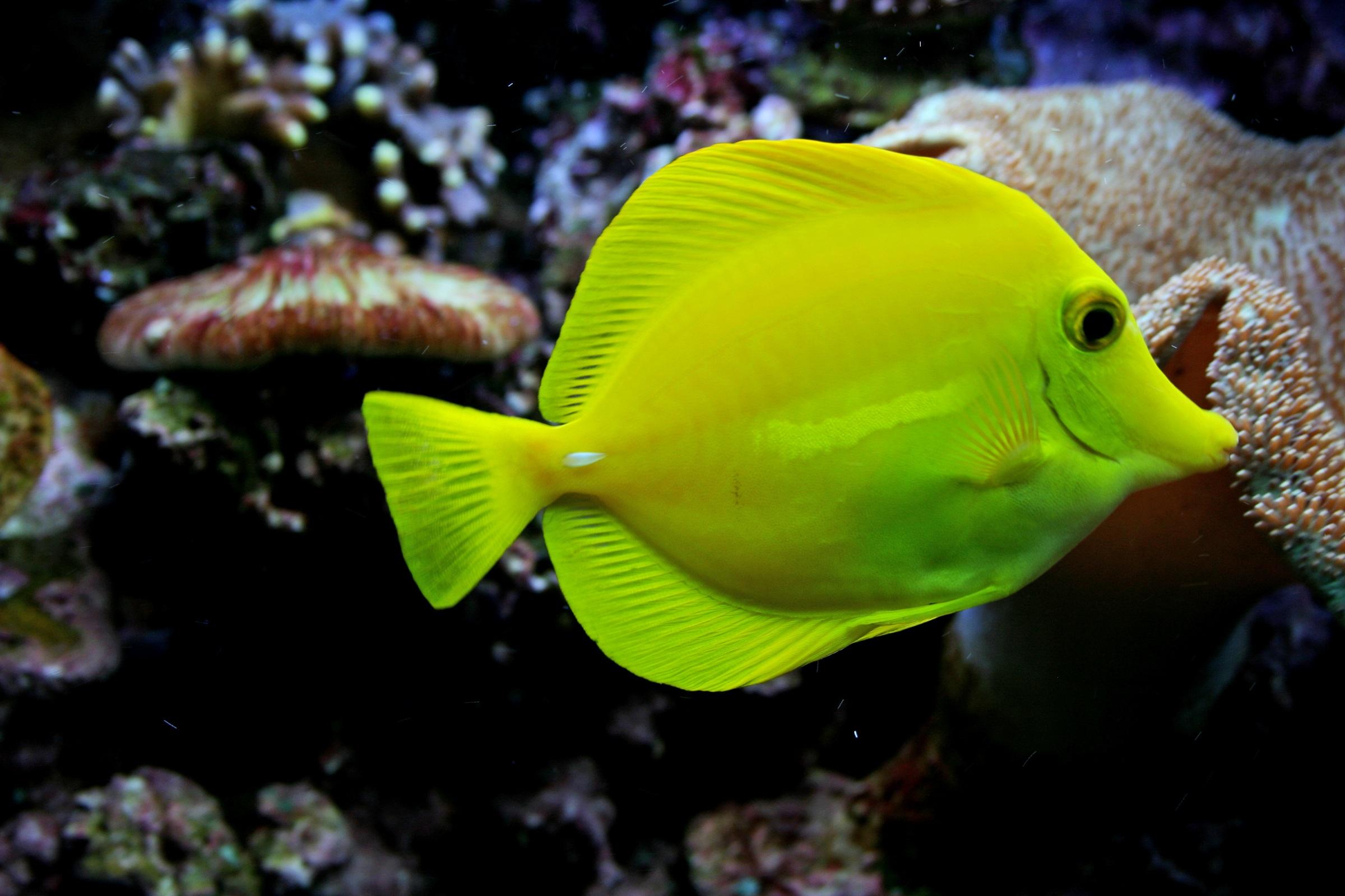 Зеленые аквариумные рыбки. Зебрасома желтохвостая. Зебрасома парусная желтая. Рыба Еллоу танг. Зебрасома парусная.