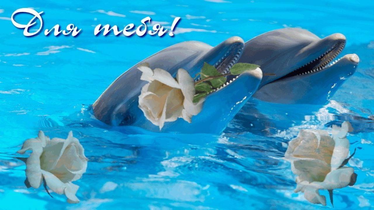 Желаю океана любви. Красивые дельфины с цветами. Открытки с дельфинами. Дельфины добрый день. Цветок дельфинчики.