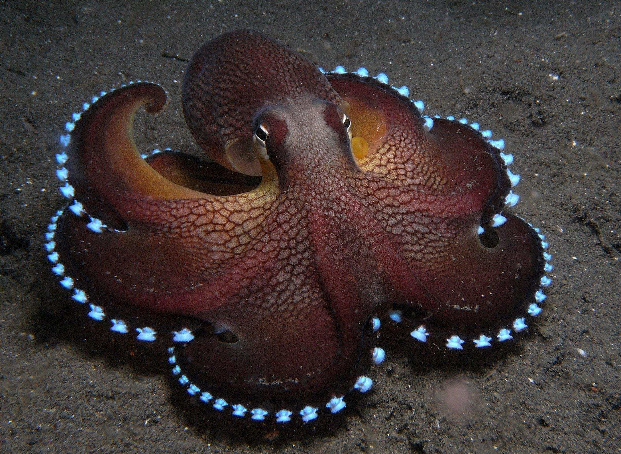 Сканворды осьминог. Amphioctopus marginatus. Головоногие моллюски голубая кровь. Головоногие моллюски осьминог. Карибский рифовый осьминог.