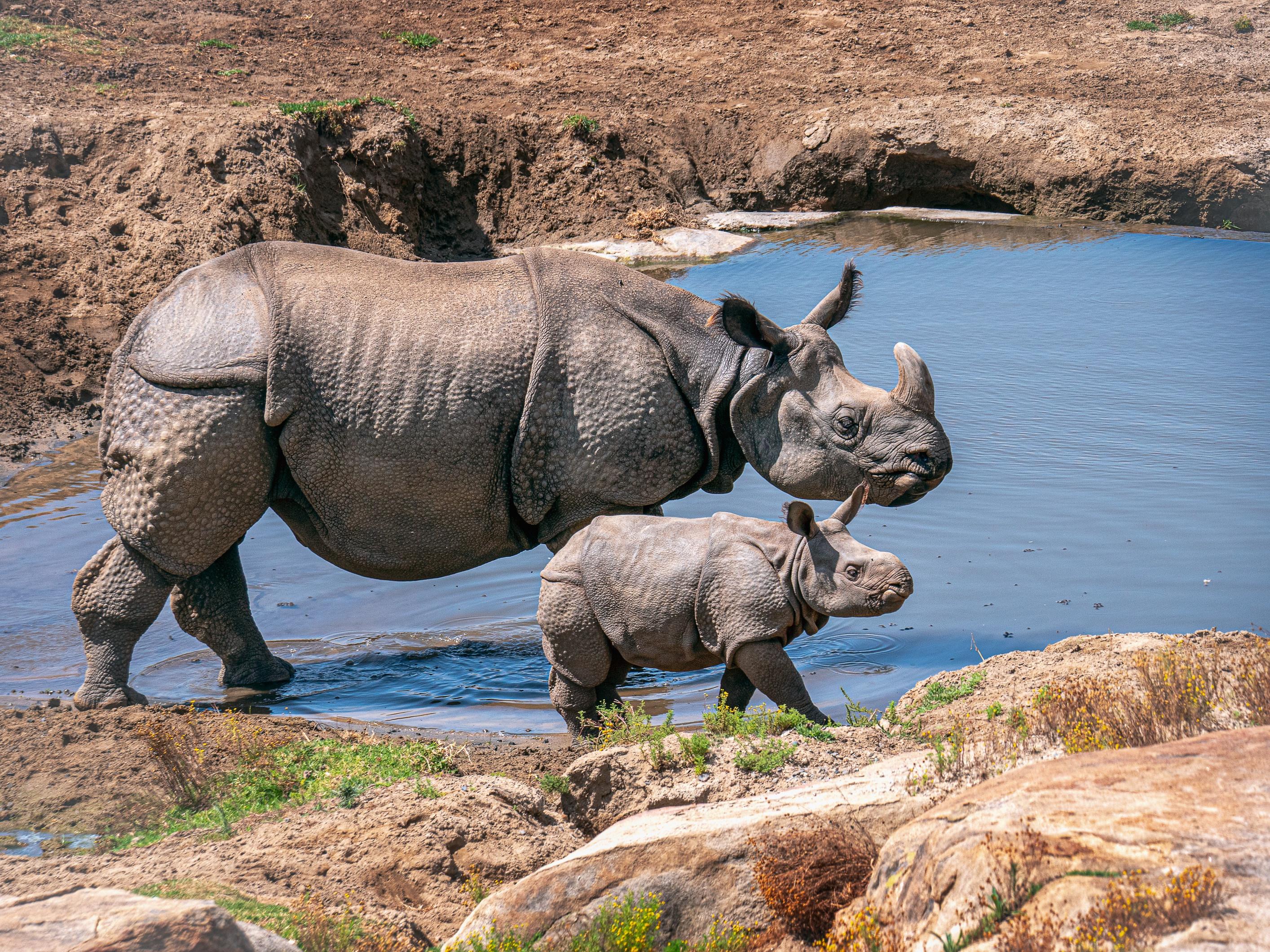 Аннамский носорог. Австралийский носорог. Детеныш носорога.